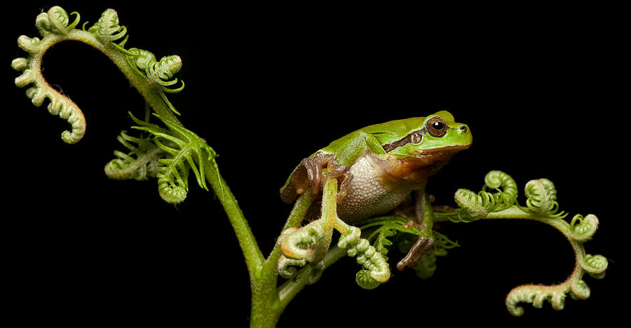 Nature Photograph - Tree Frog #11 by Dirk Ercken