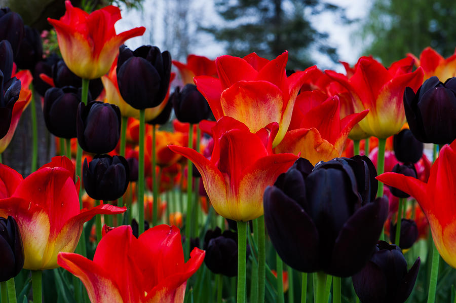Tulip #1 Photograph by Hisao Mogi