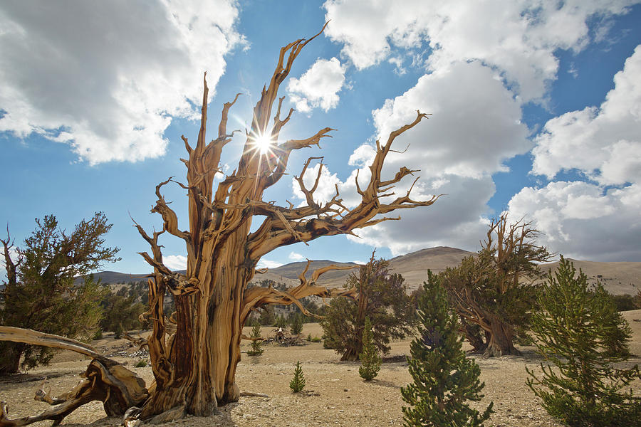 Tree Photograph - USA, California, Inyo National Forest #11 by Jaynes Gallery