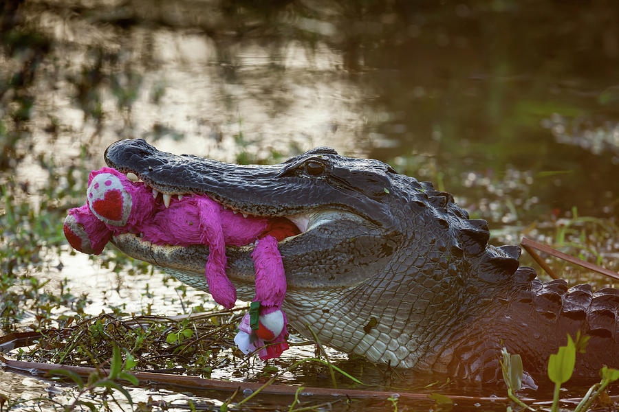  Florida Everglades Alligator Shirt Everglades National