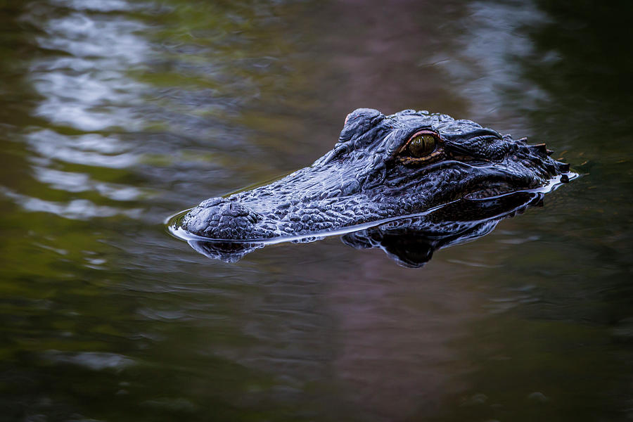 Alligator Photograph - USA, South Carolina, Charleston #11 by Jaynes Gallery