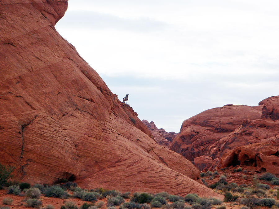 Valley of Fire Nevada #11 Photograph by Susan Jensen