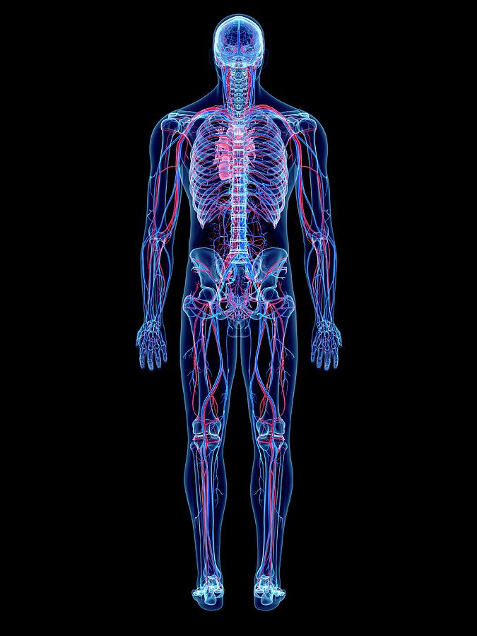 Vascular System #11 Photograph by Sebastian Kaulitzki/science Photo Library