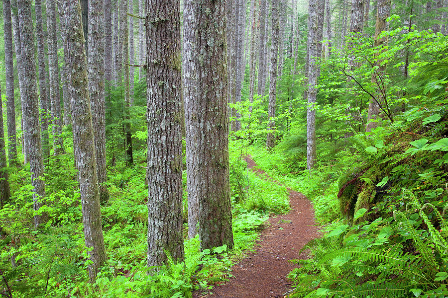 Wa, Gifford Pinchot National Forest Photograph by Jamie and Judy Wild