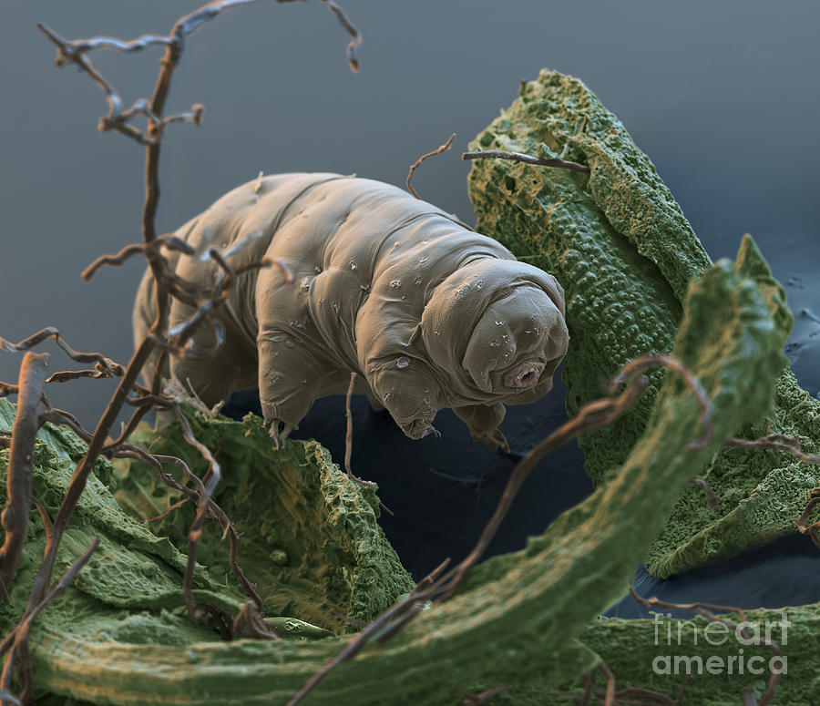 Animal Photograph - Water Bear #11 by Eye of Science and Science Source
