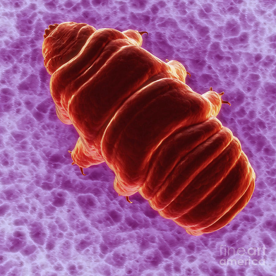 Water Bear Tardigrades #11 Photograph by Science Picture Co