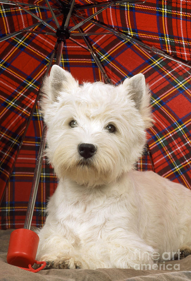 West Highland White Terrier #11 Photograph by John Daniels