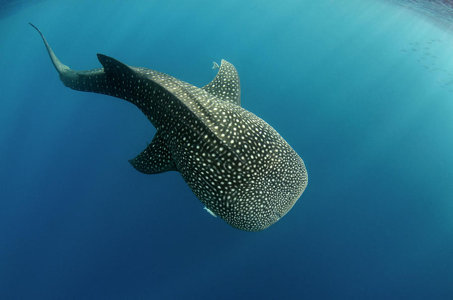 Fish Photograph - Whale Shark, Cenderawasih Bay, West #11 by Pete Oxford