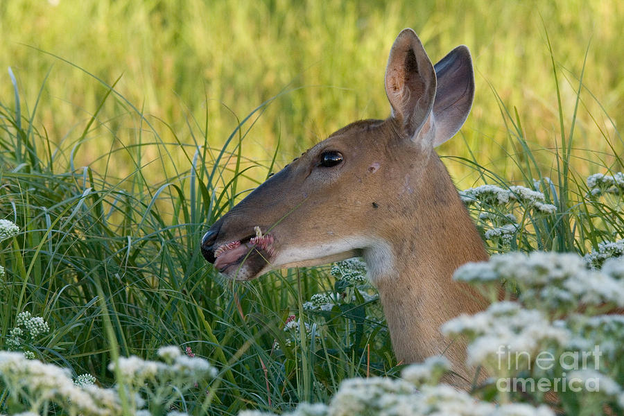 White-tailed Doe #11 Photograph by Linda Freshwaters Arndt