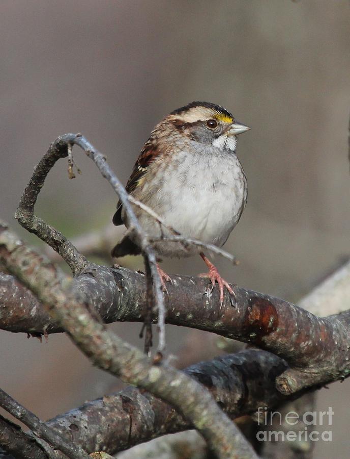 White-throated Sparrow #11 Photograph by Jack R Brock