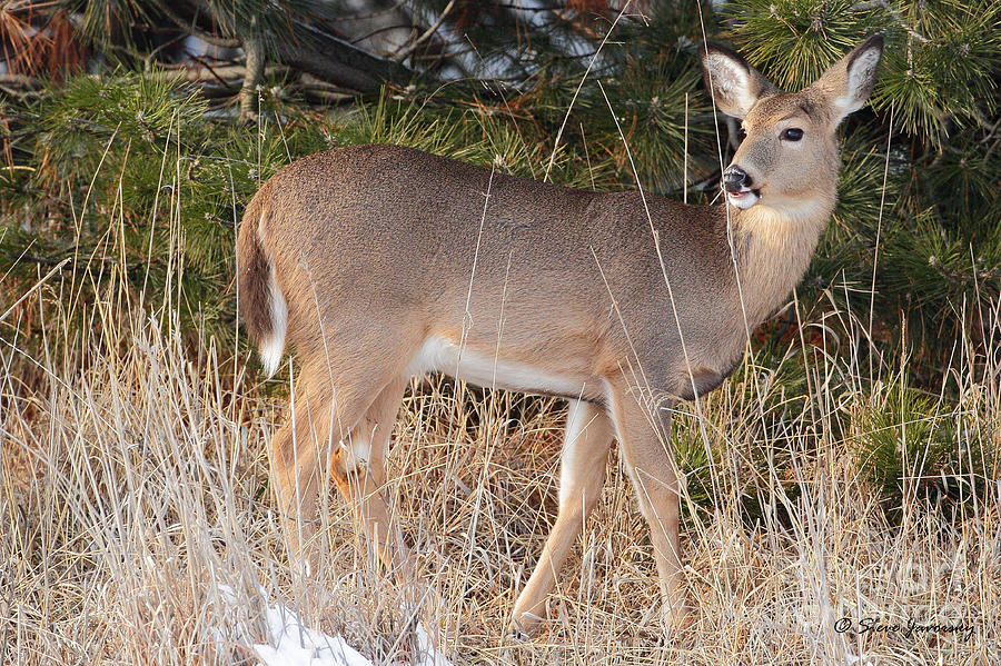 Whitetail Deer #11 Photograph by Steve Javorsky