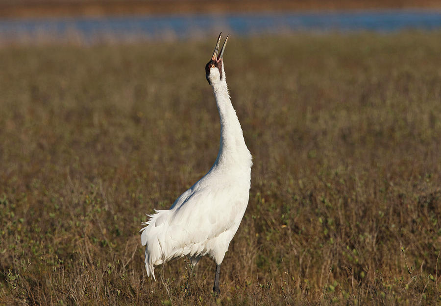 Bird Photograph - Whooping Crane (grus Americana #11 by Larry Ditto