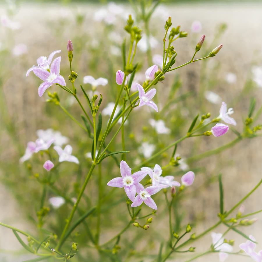 Delicate Purple Wildflowers Photograph by Melinda Ledsome