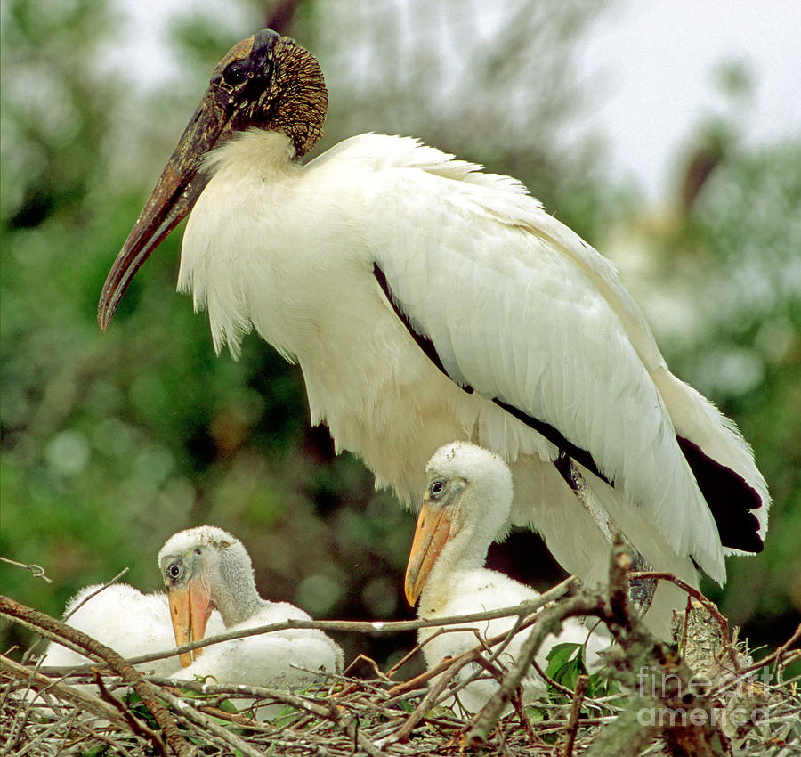 Wood Storks #11 Photograph by Millard H. Sharp