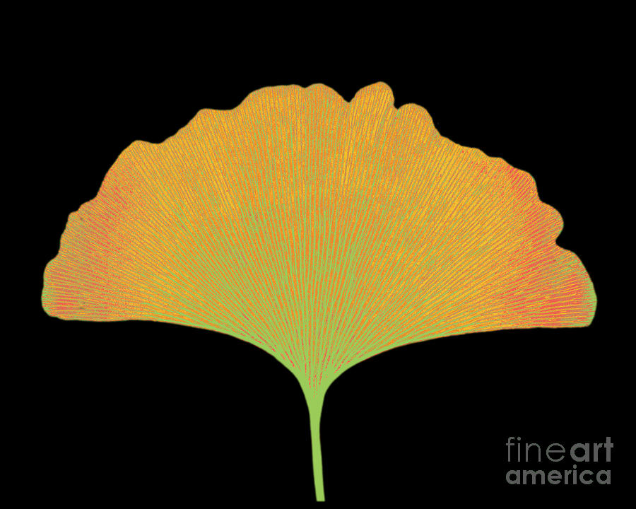 X-ray Of Ginkgo Leaf #11 Photograph by Bert Myers