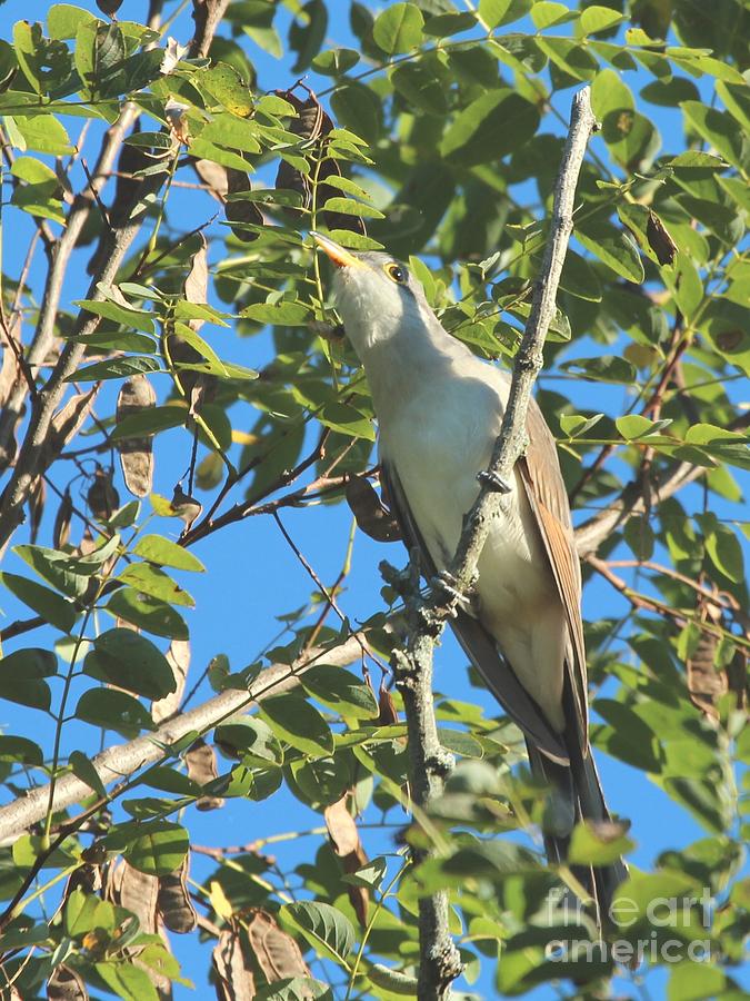 Yellow-billed Cuckoo #11 Photograph by Jack R Brock