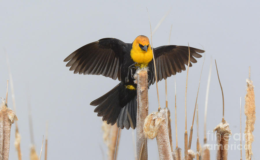 Yellow-headed Blackbird #12 Photograph by Dennis Hammer