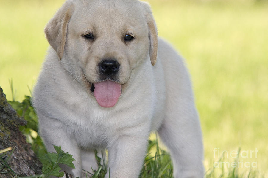 Yellow Labrador Retriever Puppy Photograph by Linda Freshwaters Arndt ...