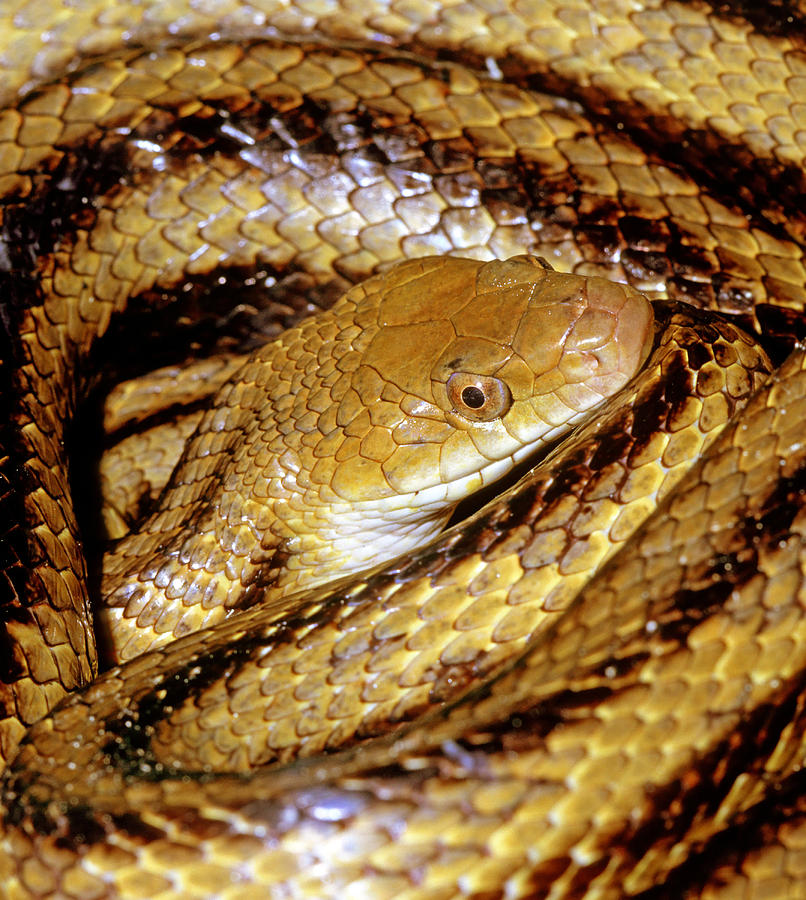 Yellow Rat Snake #11 Photograph by Millard H. Sharp