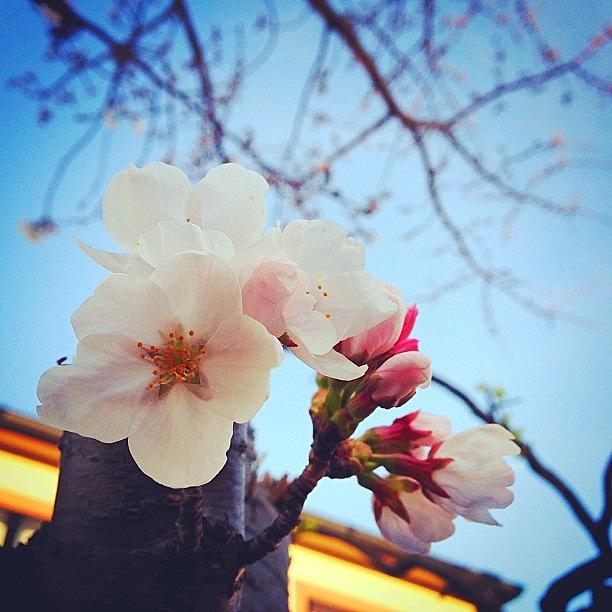 Nature Photograph - 今年のニーナの#桜 #110 by Ayami Nakamura
