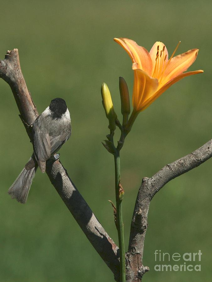 Black-capped Chickadee #110 Photograph by Jack R Brock