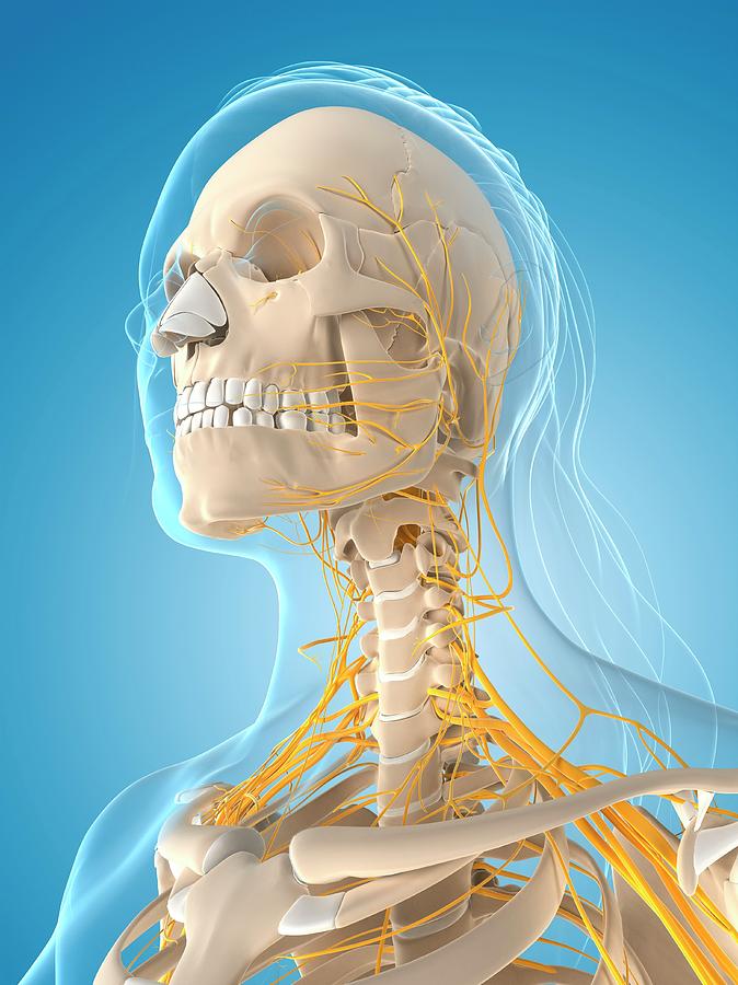 Female Nervous System #110 by Sciepro/science Photo Library