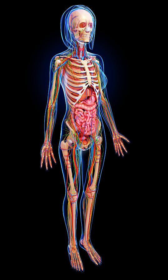 Female Anatomy Photograph by Pixologicstudio/science Photo Library ...