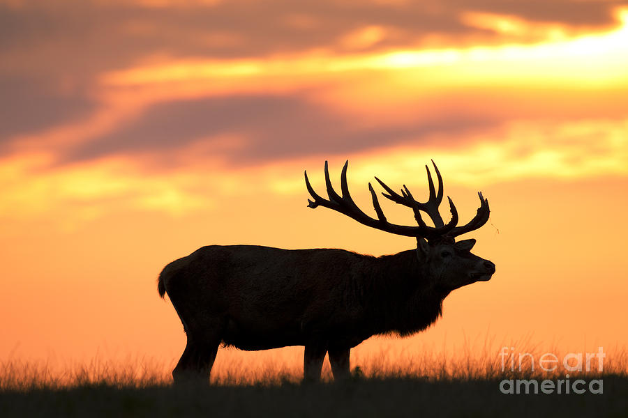 Deer Photograph - 110111p044 by Arterra Picture Library