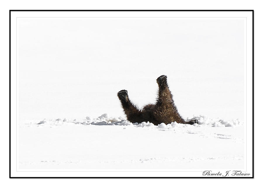 110423-grizzly Snow Angel Photograph by Pamela Talasco