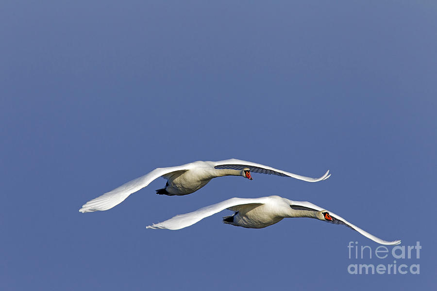 Swan Photograph - 110506p088 by Arterra Picture Library