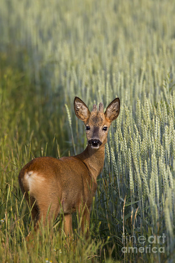 Deer Photograph - 110714p133 by Arterra Picture Library