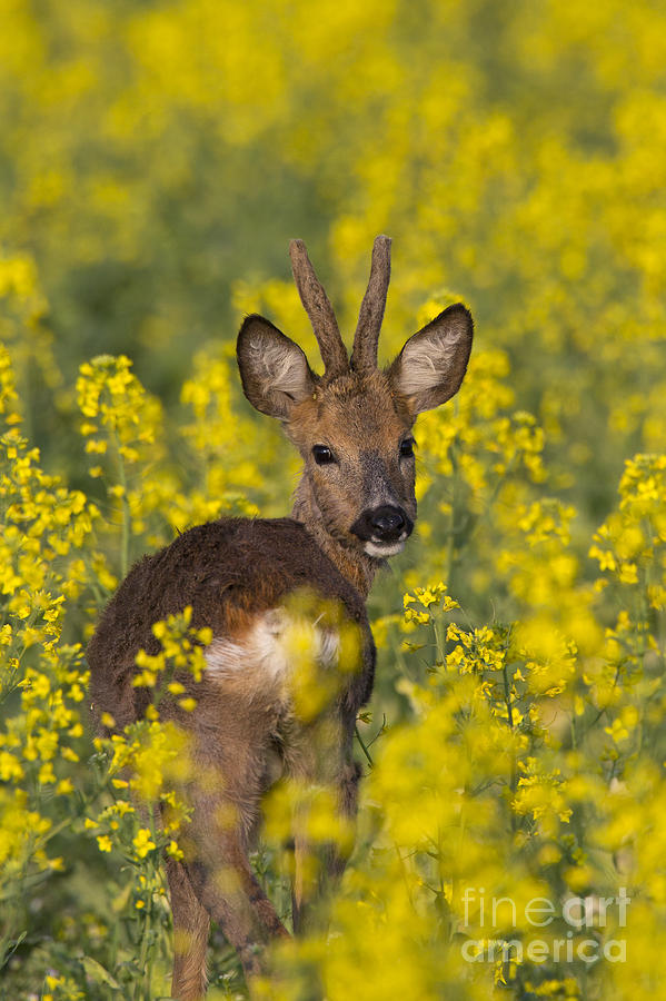Deer Photograph - 110714p139 by Arterra Picture Library