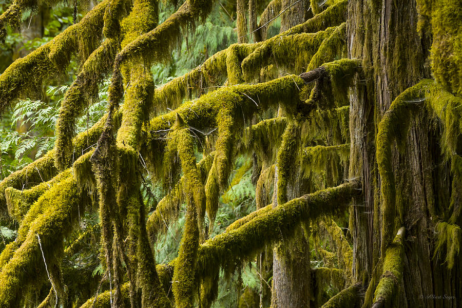 110914-137  North Cascade Rain Forest Photograph by Albert Seger