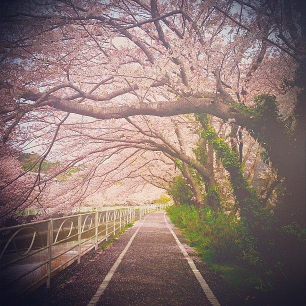 Spring Photograph - 夢のなか。。。眠い(_ #111 by Ayami Nakamura