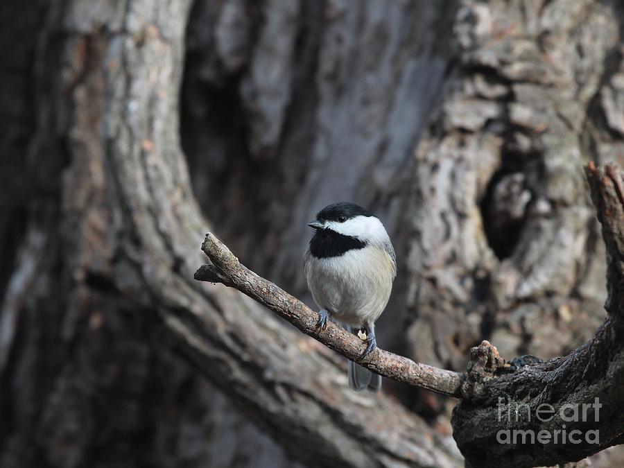 Black-capped Chickadee #111 Photograph by Jack R Brock