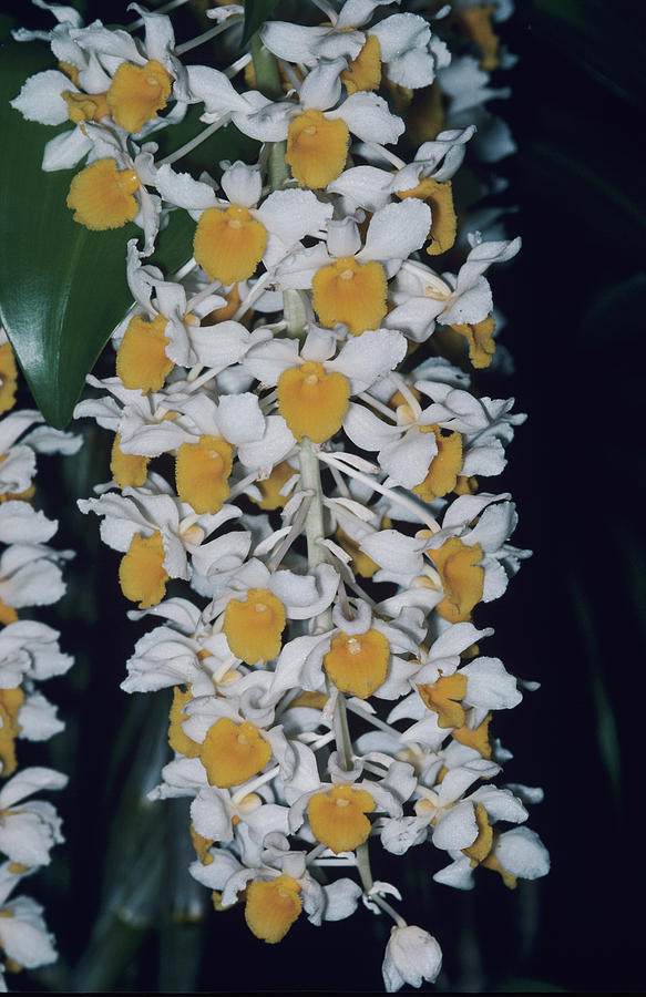 Orchid Flowers #111 Photograph by Paul Harcourt Davies/science Photo Library
