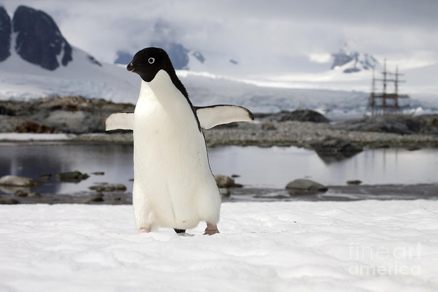 Penguin Photograph - 111130p152 by Arterra Picture Library