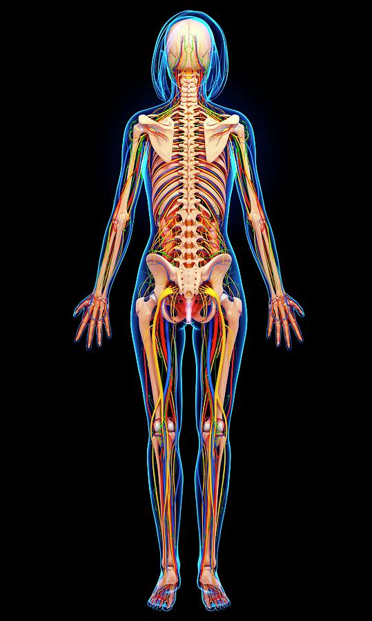 Female Anatomy Photograph by Pixologicstudio/science Photo Library ...