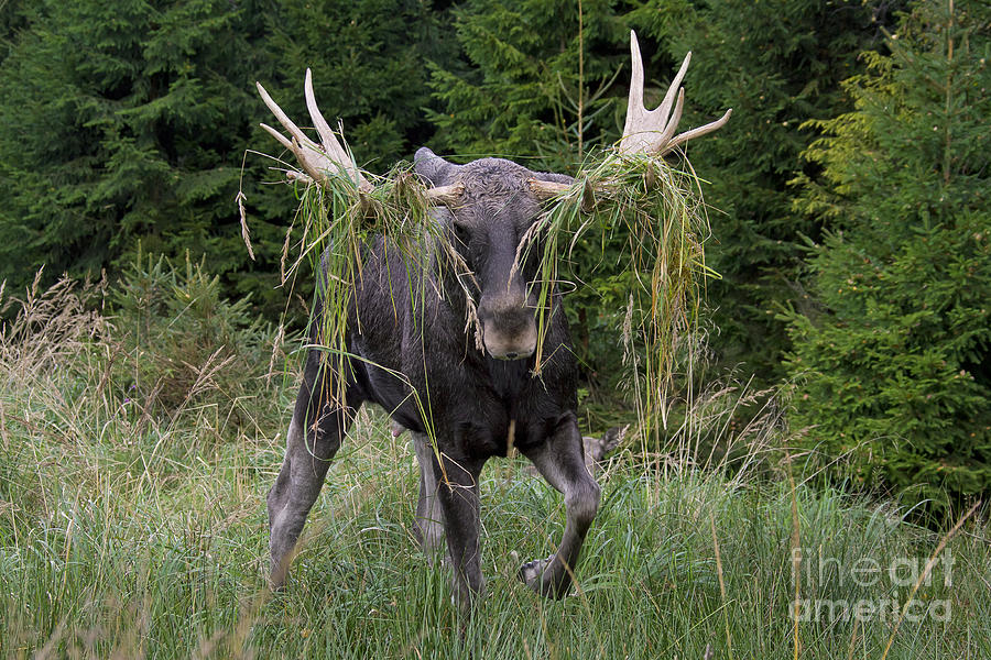 Moose Photograph - 111216p111 by Arterra Picture Library