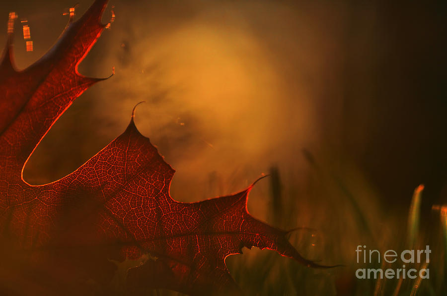 Fall Photograph - 111230p317 by Arterra Picture Library