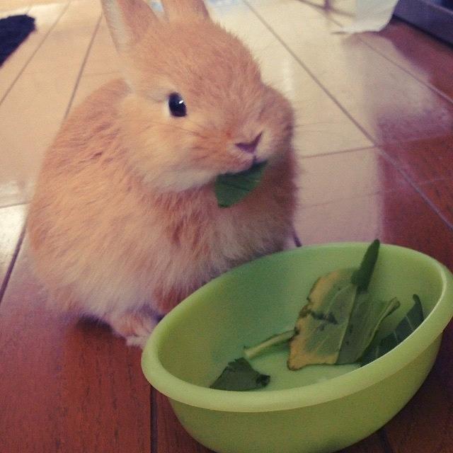 Instagram Photo #111420627426 Photograph by GoGoGo Rabbits