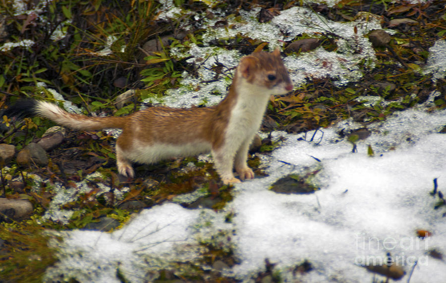 1115P Short Tail Weasel Photograph by NightVisions