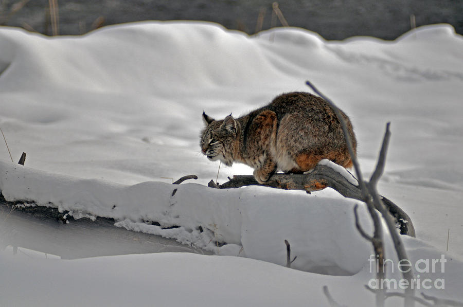 111P Bobcat Photograph by NightVisions