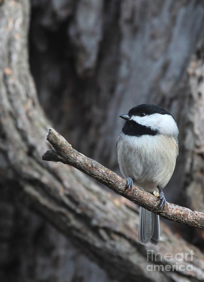 Black-capped Chickadee #112 Photograph by Jack R Brock