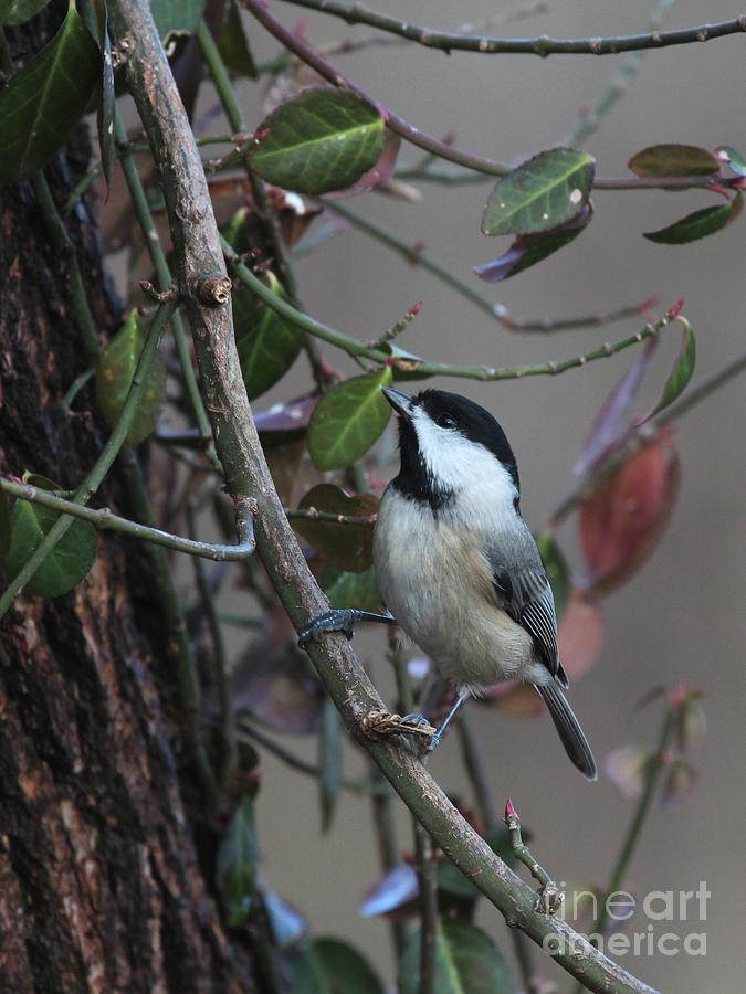 Black-capped Chickadee #113 Photograph by Jack R Brock