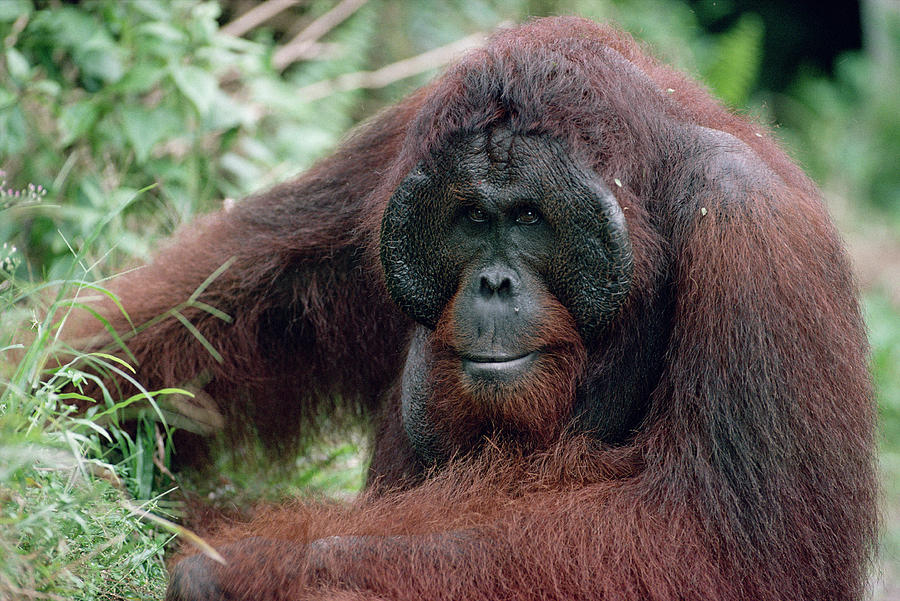 Orangutan Elderly Male Photograph by Konrad Wothe