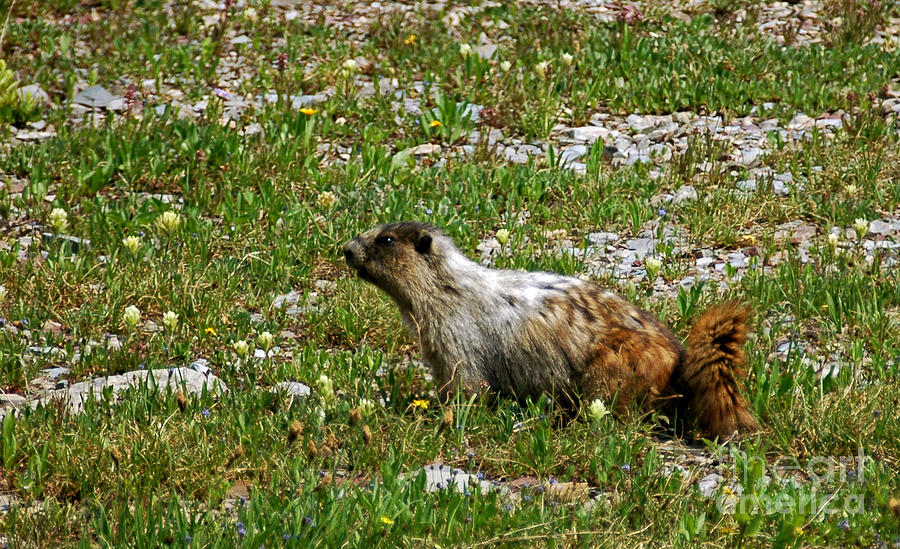 1131P Marmot Photograph by NightVisions