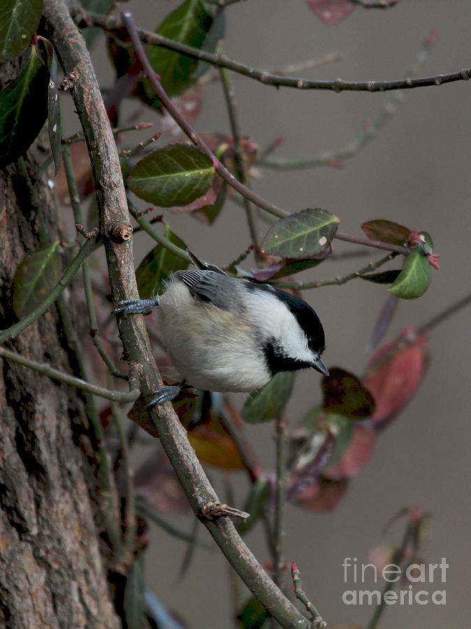 Black-capped Chickadee #114 Photograph by Jack R Brock