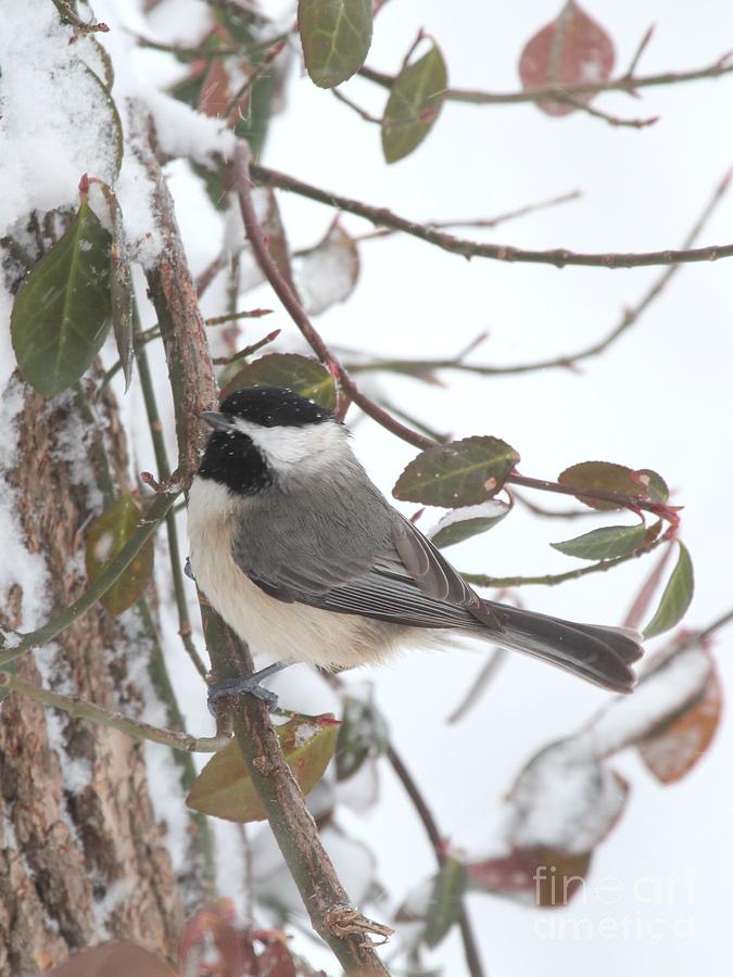 Black-capped Chickadee #115 Photograph by Jack R Brock