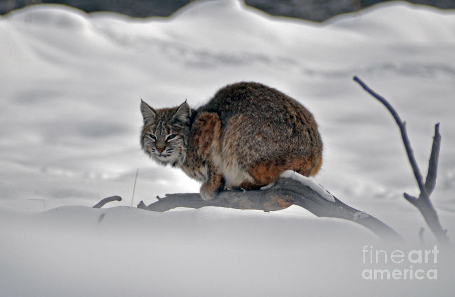 115P Bobcat Photograph by NightVisions